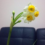 水仙 2012-02