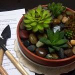 多肉植物混拼 2012-03