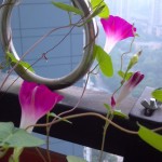 牵牛花 2012-05