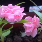 指甲花, 其实很小朵的 2012-05