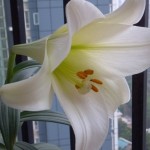 白百合 2012-06