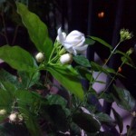 茉莉花 2012-08