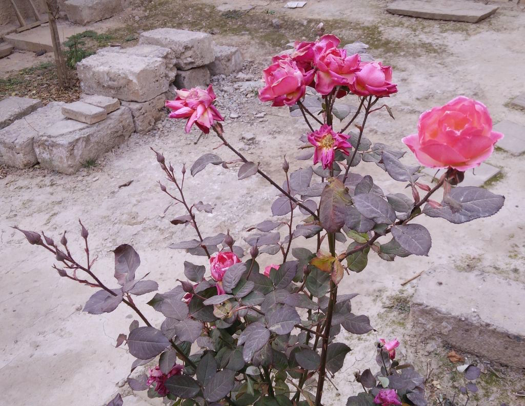 开在隆冬的花儿